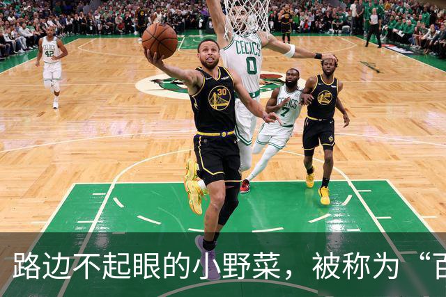路边不起眼的小野菜，被称为“百菜之主”，易种易活，盆栽也爆盆
